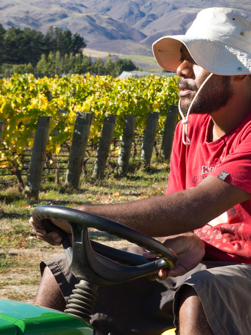 Harvest time at Goergetown Vineyard Central Otago